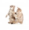 two-little-kittens-playing-together-24909616.jpg
